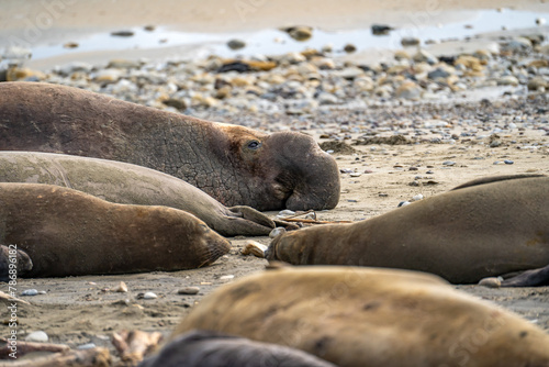 large male Elephant seal resting on the shore, Drakes Beach, California