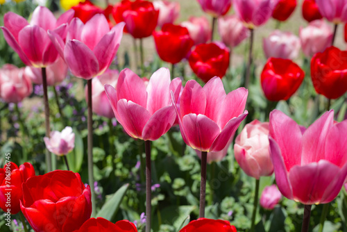 Beautiful tulip flower garden. The Expo 70 Commemorative Park  Osaka  Japan
