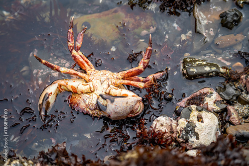Red Rock Crab (Cancer Productus) on the shore of the Pacific Ocean at low tide, Fitzgerald Marine Reserve. Crab stuck upside down.