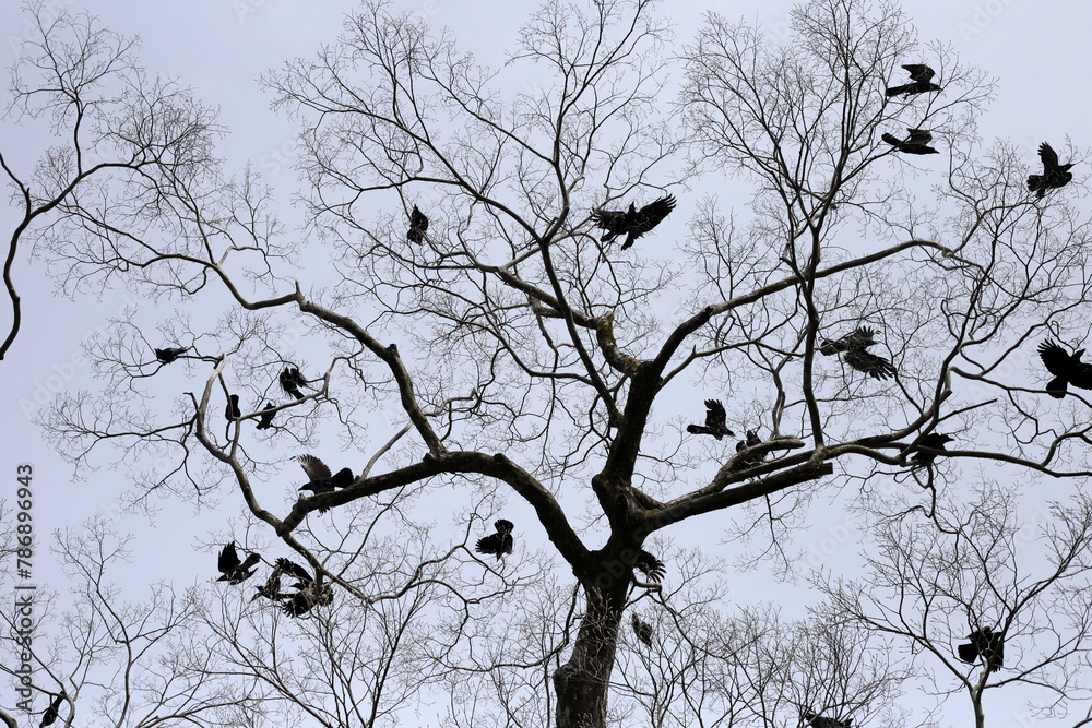 Naklejka premium Japanese crows on tree in Yasaka shrine, Kyoto city, Japan