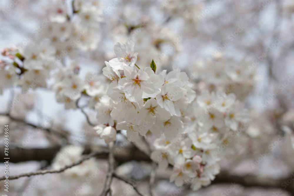 Branches of sakura flowers, cherry blossom Branches of sakura flowers, cherry blossom