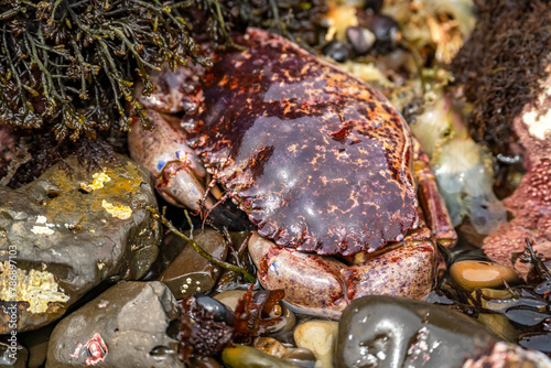 Red Rock Crab (Cancer Productus) on the shore of the Pacific Ocean at low tide, Fitzgerald Marine Reserve