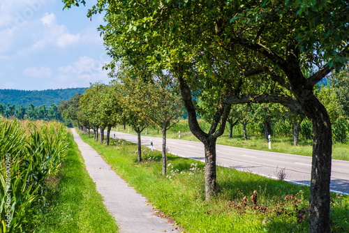 Obstbaumallee zwischen Radweg und Landstraße  photo