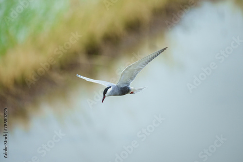 Whiskered Tern - Flying on farm field in day