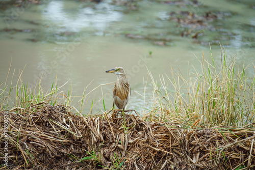 Stork Bird - Waiting and camoflage during searching some food