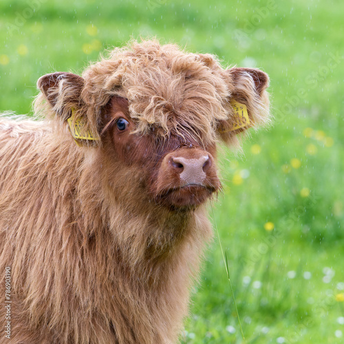 Jeune veau roux des Highlands avec un regard triste et innocent dans un pâturage en Ecosse photo