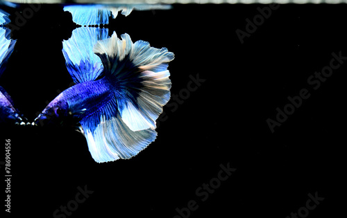 Betta fish Fancy Blue Halfmoon from Thailand, Siamese fighting fish on isolated in Grey Background