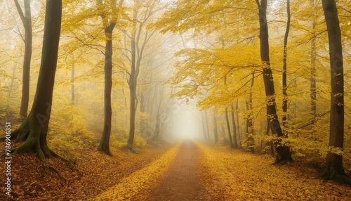 Beautiful, foggy, autumn, mysterious forest with pathway forward. Footpath among high trees with yellow leaves © SANTANU PATRA