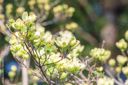  American dogwood flowers surrounded by four bracts. warm sunshine - Florida dogwood, Indian arrowwood, Cornelian tree, Cornus florida photo