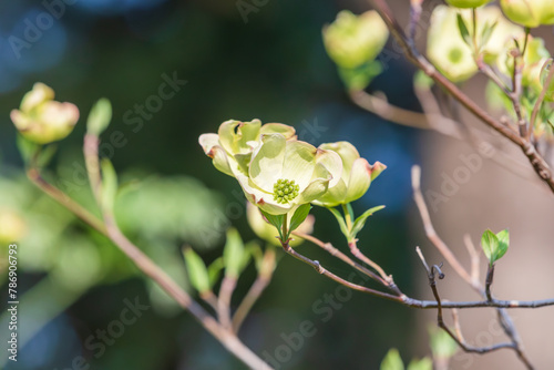  American dogwood flowers surrounded by four bracts. warm sunshine - Florida dogwood, Indian arrowwood, Cornelian tree, Cornus florida photo