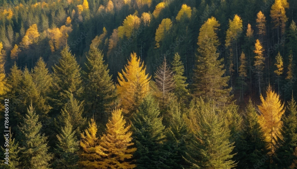 Coniferous forest in autumn day Coniferous forest in autumn day