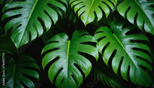 Creative nature green background, tropical leaf banner or floral jungle pattern concept.