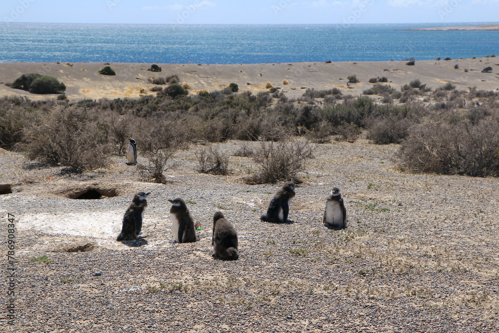 Fototapeta premium magellanic penguin