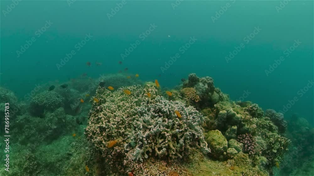 Tropical fishes and coral reef underwater. Hard and soft corals, underwater landscape. Philippines.