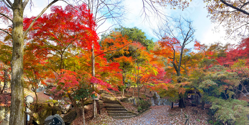 もみじの葉が色づいた秋の紅葉風景 © skyhigh.ring