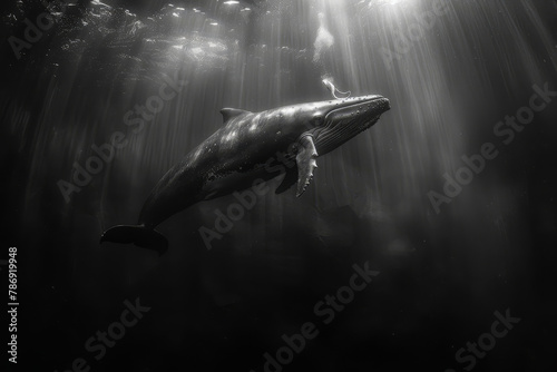Humpback Whale Underwater in its Natural Habitat. photo