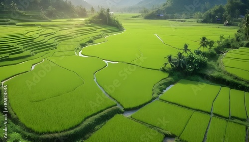 Beautiful natural scenery of green rice fields