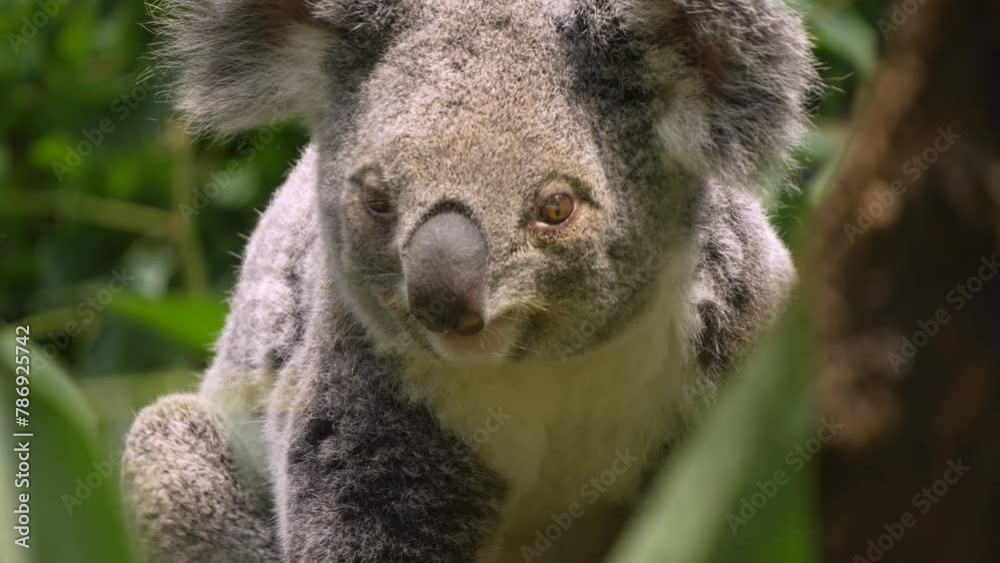 Close view of a koala bear head on a tree eating leaves
Close view of a koala bear head on a tree eating leaves