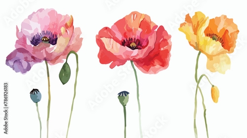 Colorful poppy flowers watercolor illustration flat vector