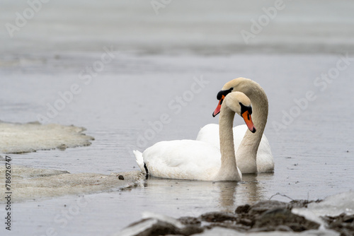 Helsinki, Finland - April 2nd 2024: A pair of blue mute swans swimming together in an icey pond. photo