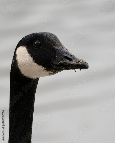 Helsinki, Finland - April 2nd 2024: close-up of a canadian goose resting in a pond.