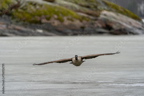 Helsinki, Finland - April 2nd 2024: canadian goose flying towards the camera on a rainy day above a pond.