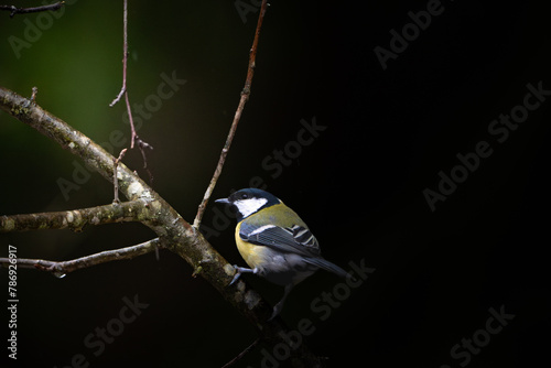 Helsinki, Finland - April 2nd 2024: Great tit on a branch of a still empty tree.