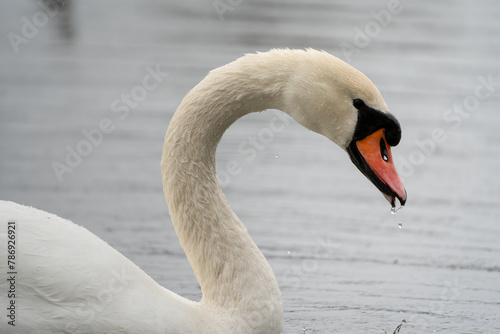 Helsinki, Finland - April 2nd 2024: Mute Swan swimming in a pond, drinking fresh water, drops of water felling from the beak.