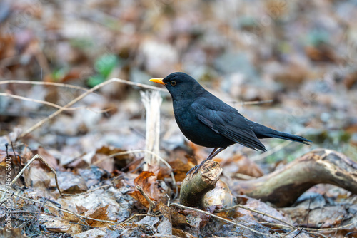 Helsinki, Finland - April 2nd 2024: Common blackbird standing on a forest foliage. 