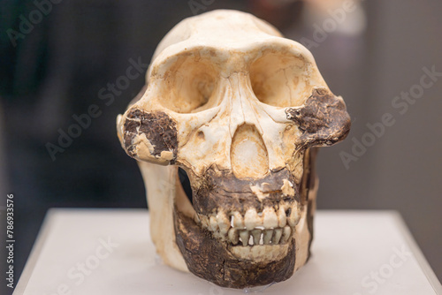 Australopithecus afarensis is an extinct species of australopithecine which lived from about 3.9–2.9 million years ago (mya) in the Pliocene of East Africa.