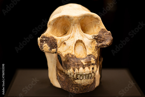 Australopithecus afarensis is an extinct species of australopithecine which lived from about 3.9–2.9 million years ago (mya) in the Pliocene of East Africa. photo