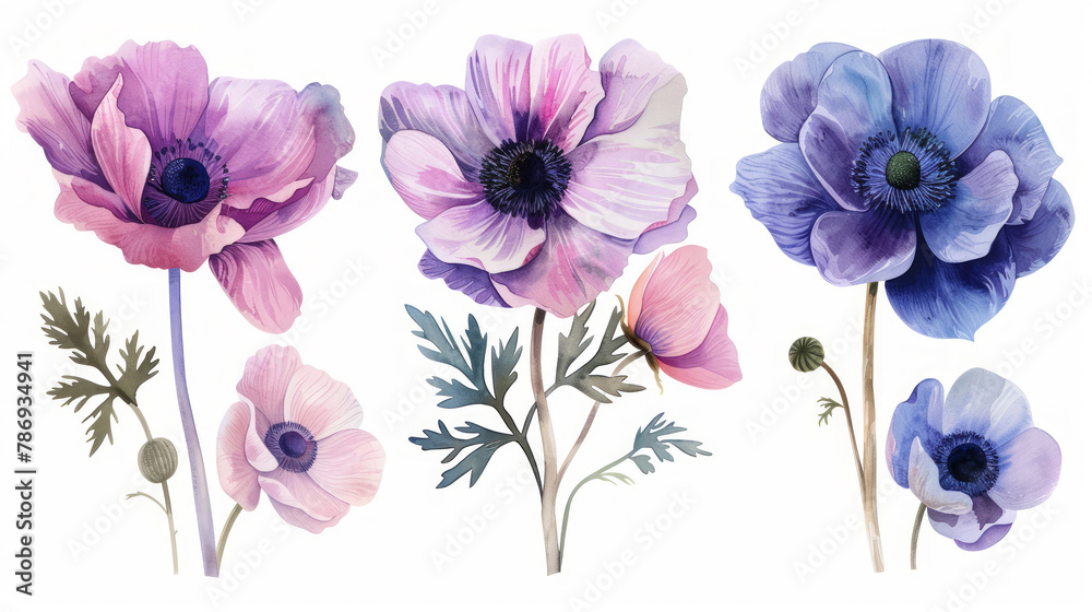 Set in stile acquerello di anemoni rosa e blu su ssfondo bianco scontornabile Set in stile acquerello di anemoni rosa e blu su ssfondo bianco scontornabile
