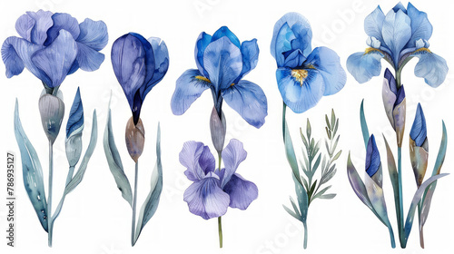 Set di illustrazioni floreali ad acquerello - collezione di rami di iris e anemoni, per la cancelleria di nozze, auguri, sfondi, moda, sfondo bianco scontornabile photo