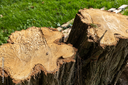 Close-up of tree stumps