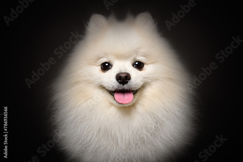 Portrait of a cheerful Pomeranian Spitz, closeup, on  black background