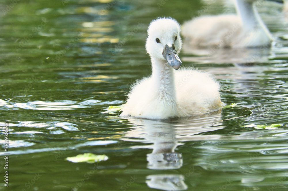 Mute swan chicks. Cute baby animal on the water. Fluffy grey and white plumage