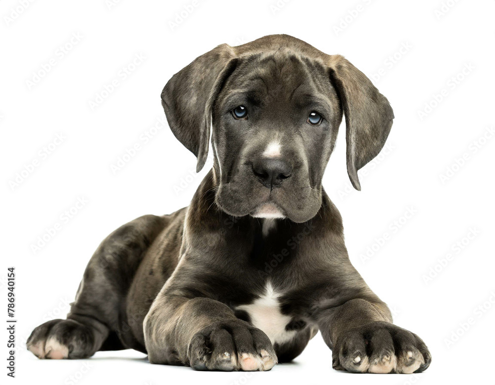 Deutsche Dogge welpe liegend isoliert auf weißen Hintergrund, Freisteller Deutsche Dogge welpe liegend isoliert auf weißen Hintergrund, Freisteller