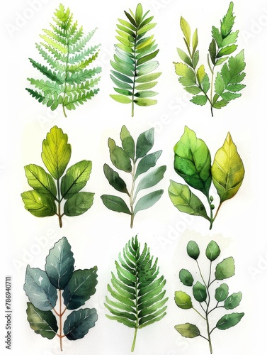 A set of watercolor leaves with a variety of shapes and sizes