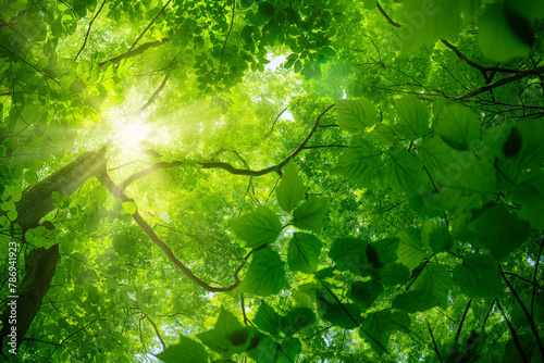 Sunlight filtering through a canopy of green leaves, birds chirping, clear sky, nature of beauty, photosynthesis