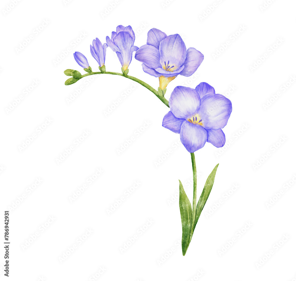 Watercolor freesia flower branch with leaves. Hand drawn color drawing isolated.