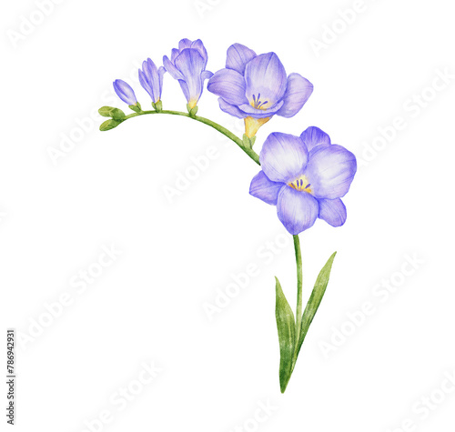 Watercolor freesia flower branch with leaves. Hand drawn color drawing isolated.