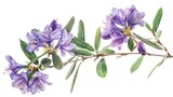 A watercolor painting of purple flowers on a branch. Suitable for botanical illustrations