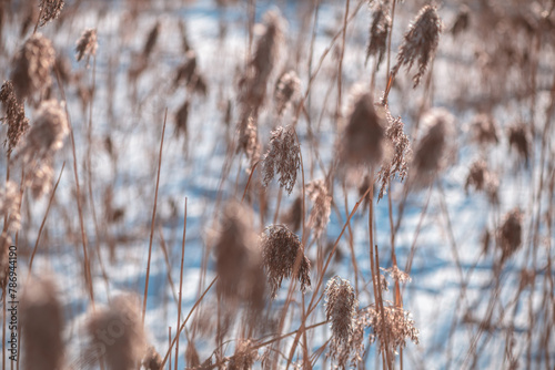 dry ears of reed in the snow near the lake in winter. natural background, winter nature