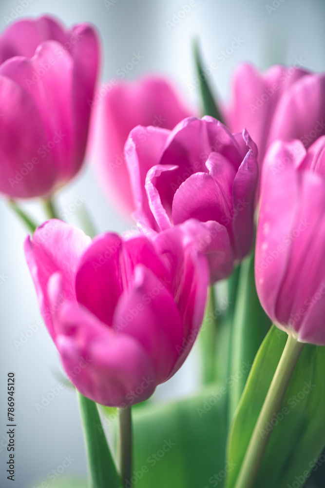 Pink tulips on window background with white tulle Pink tulips on window background with white tulle