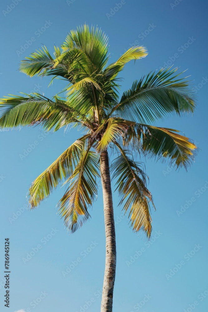 A serene image of a palm tree against a clear blue sky. Perfect for travel websites or tropical themed designs