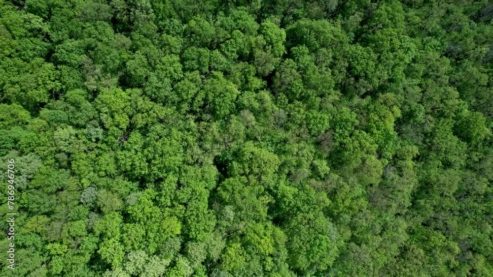 Green forest in summer with a view from above.Spring birch groves with beautiful texture.Environment and ecology concept. Green forest in summer with a view from above.Spring birch groves with beautiful texture.Environment and ecology concept.