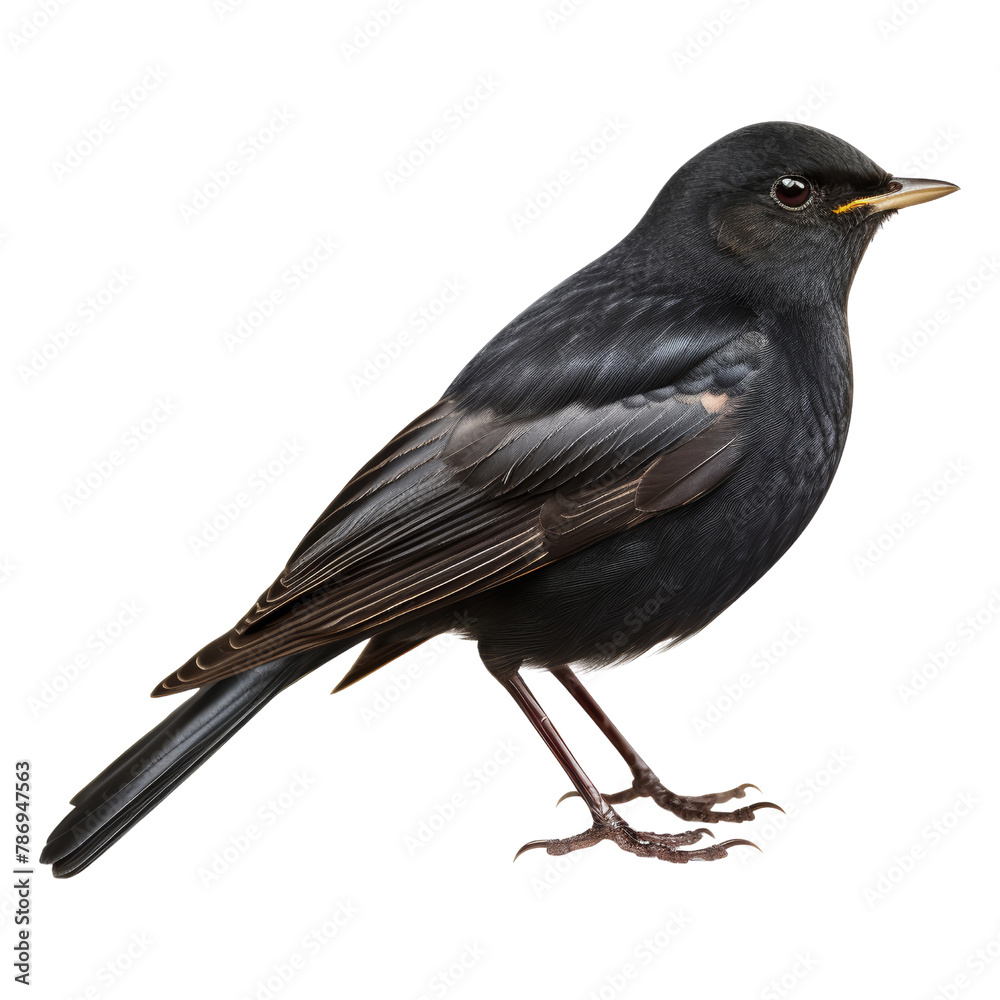 Fototapeta premium black bird isolated on transparent background cutout