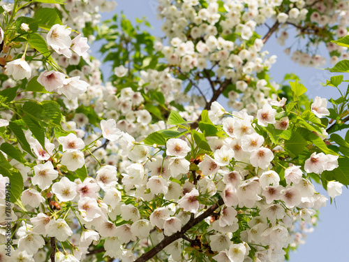 Spring leaf cherry blossoms