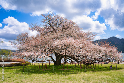 箱根の一本桜