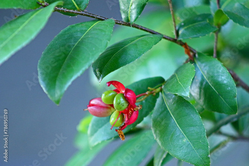 Ochna serrulata is an ornamental garden plant in the family Ochnaceae which is indigenous to South Africa. photo
